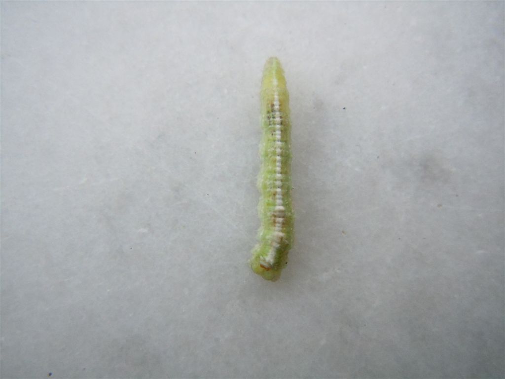 Larva di Syrphidae